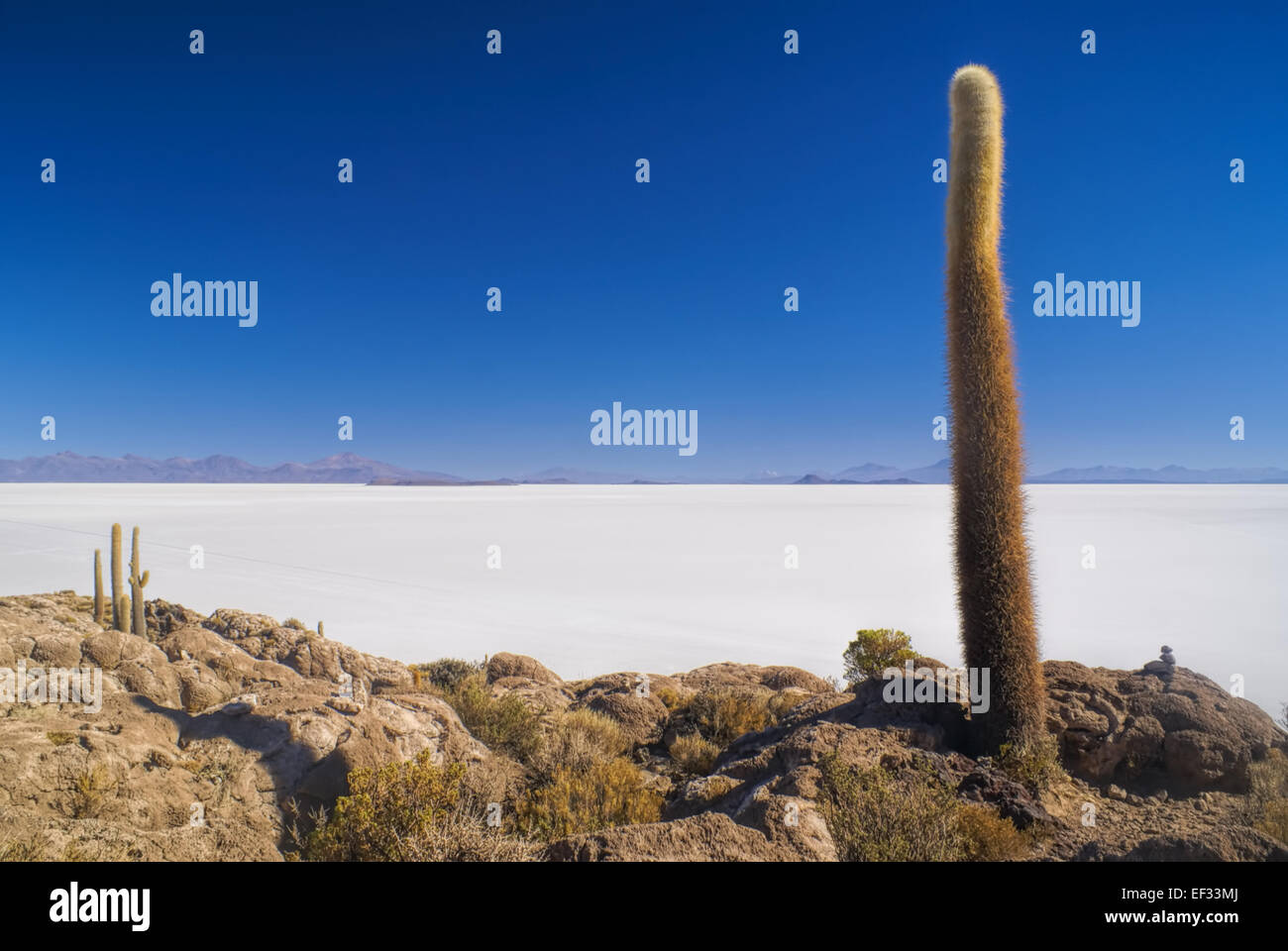 Herrliche Sicht auf hohen Kaktus wächst in der Nähe von weißen Salz Flugzeuge Salar de Uyuni in Bolivien Stockfoto