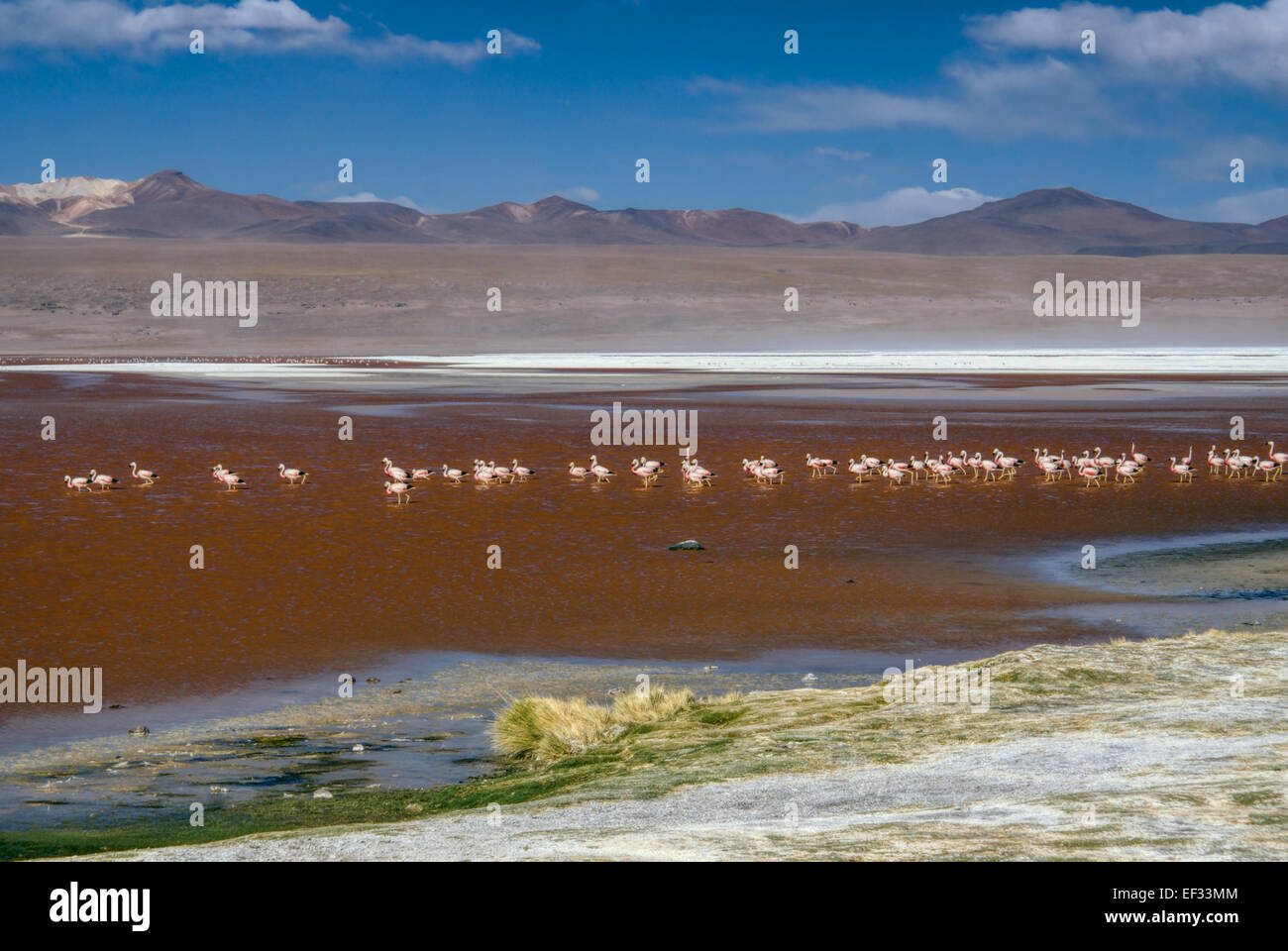 Flamingo Vögel im roten See in bolivianischen Wüste in der Nähe von Salar de Uyuni Stockfoto