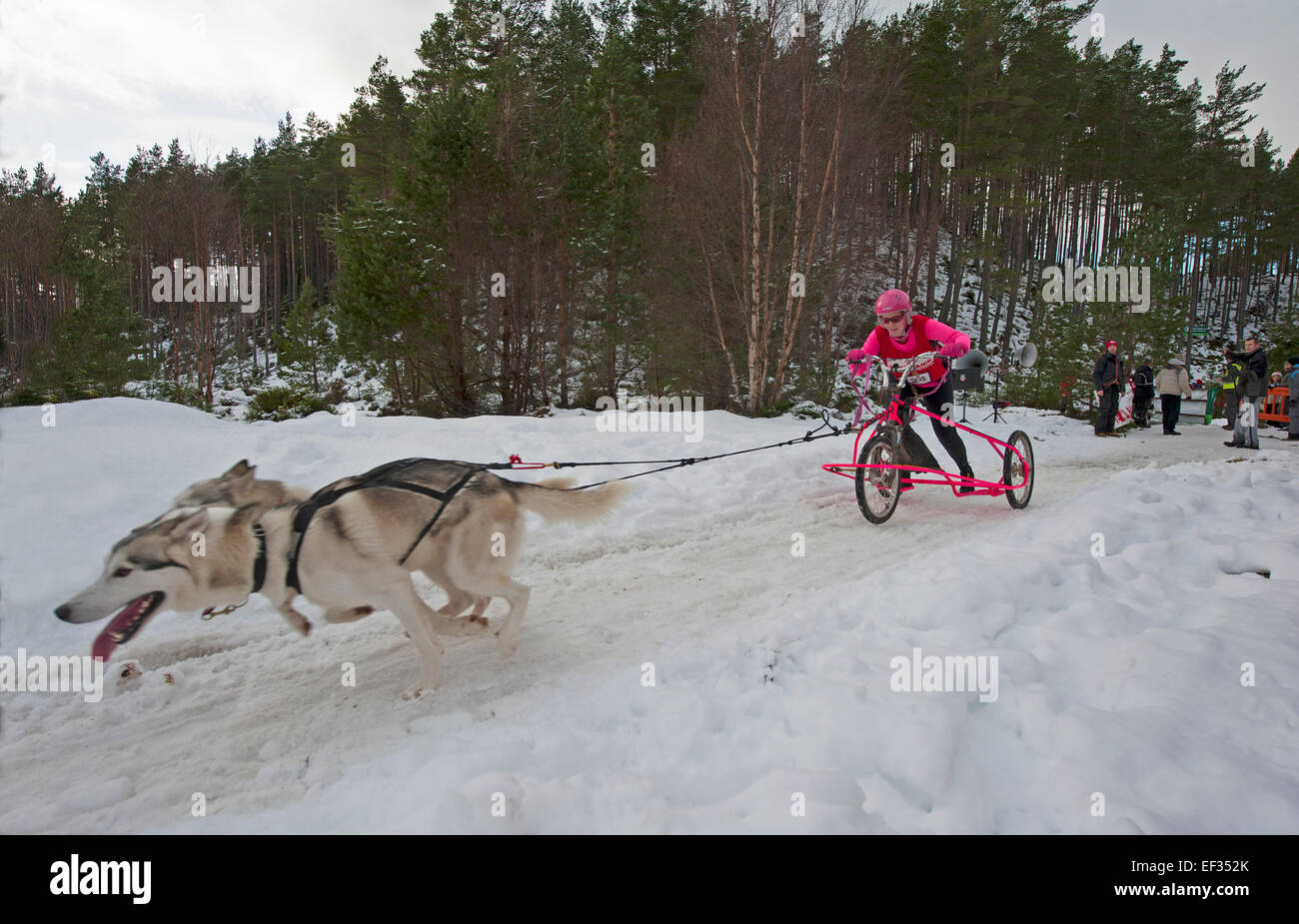 Der Siberian Husky-Hundeschlitten-Rallye findet jedes Jahr im Januar in Glenmore Forest Aviemore, Schottland.   SCO 9445. Stockfoto