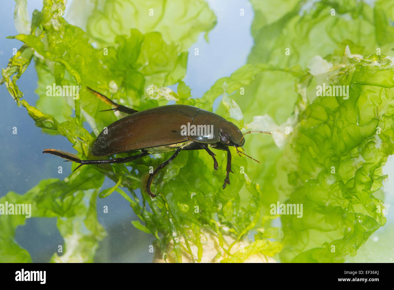Große Silber Wasserkäfer, Großer Kolbenwasserkäfer, Kolben-Wasserkäfer, wasserhaltigen Piceus, Hydrophilus Piceus, Hydrophilidae Stockfoto