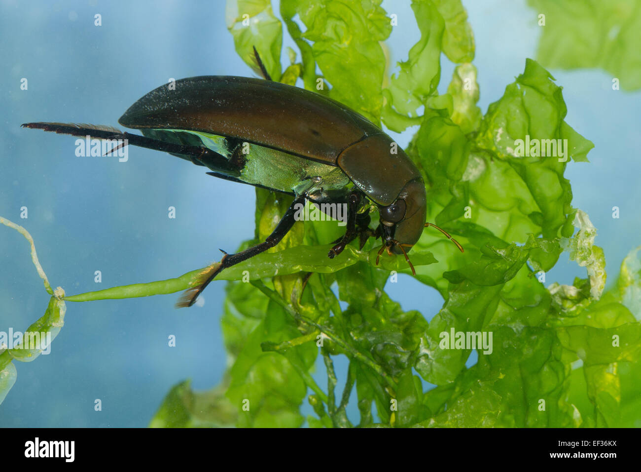 Große Silber Wasserkäfer, Großer Kolbenwasserkäfer, Kolben-Wasserkäfer, wasserhaltigen Piceus, Hydrophilus Piceus, Hydrophilidae Stockfoto