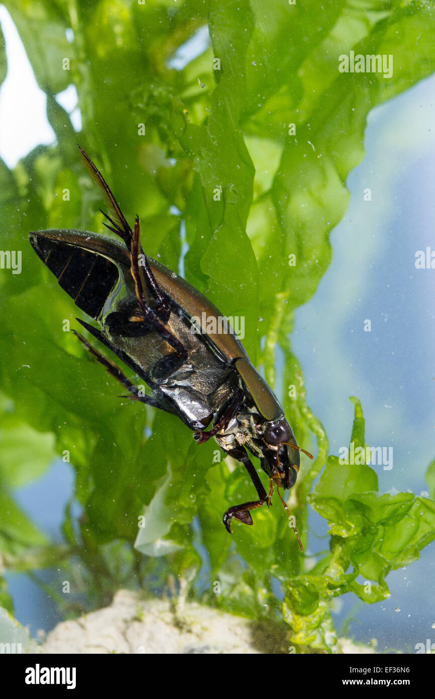 Große Silber Wasserkäfer, Großer Kolbenwasserkäfer, Kolben-Wasserkäfer, wasserhaltigen Piceus, Hydrophilus Piceus, Hydrophilidae Stockfoto