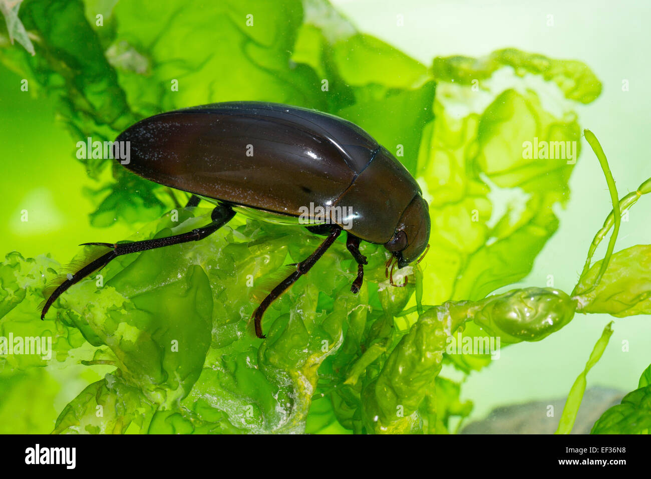 Große Silber Wasserkäfer, Großer Kolbenwasserkäfer, Kolben-Wasserkäfer, wasserhaltigen Piceus, Hydrophilus Piceus, Hydrophilidae Stockfoto