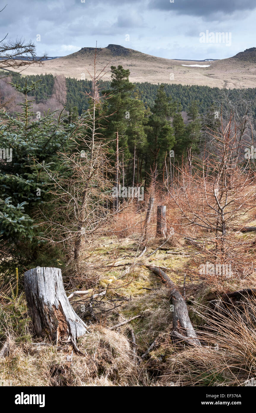 Woodlands Tal bewaldeten Hang mit gefällten Bäumen, Baumstümpfen und neue Setzlinge. Blick auf die Hügel Gauner. Stockfoto