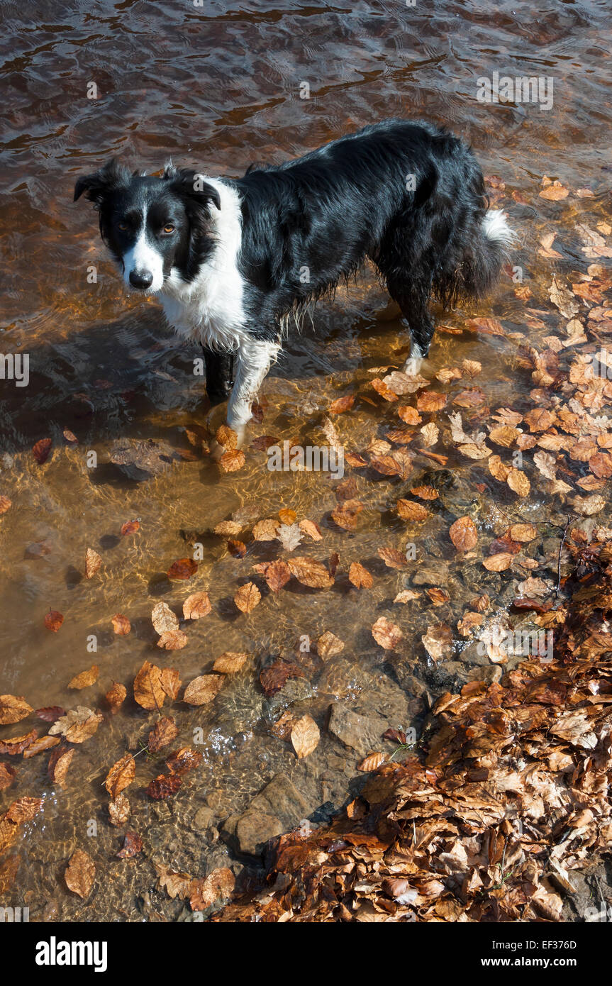 Border-Collie Hund paddeln in den Gewässern der Ladybower Vorratsbehälter mit schwimmenden kupferfarben farbigen Blätter. Stockfoto