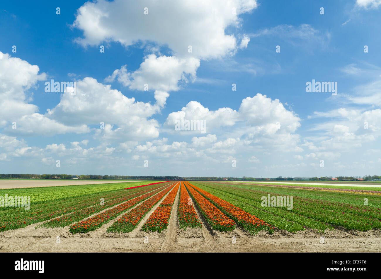 Feld mit Reihen von Tulpen in den Niederlanden Stockfoto
