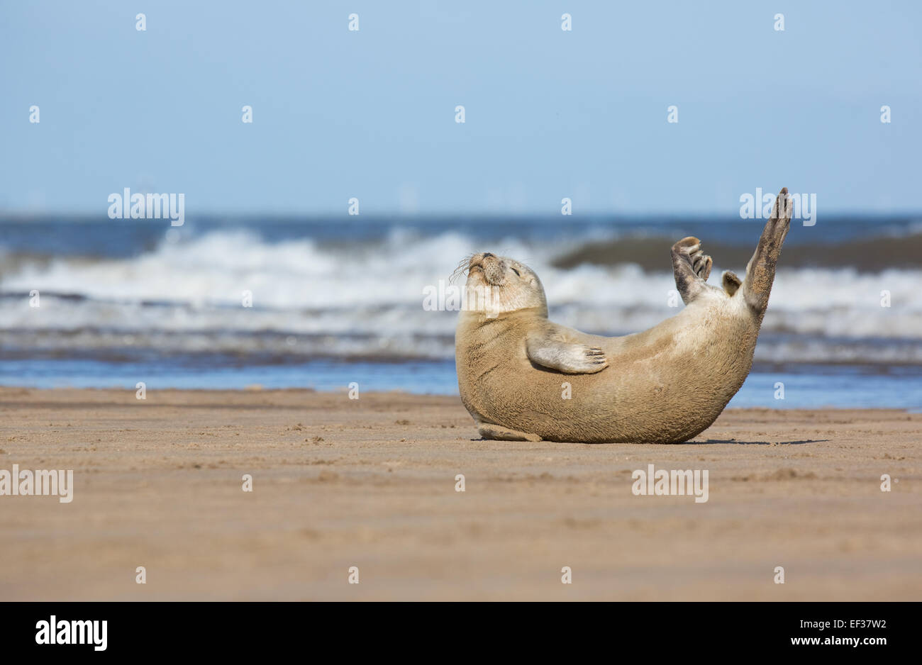 Eine gemeinsame seal Pup Strecken am Strand von Donna Nook, Lincolnshire, UK Stockfoto
