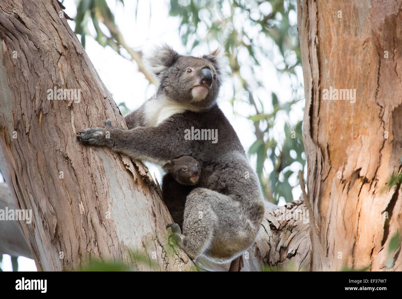 Wilden Koala und jung, Kangaroo Island, Australien Stockfoto