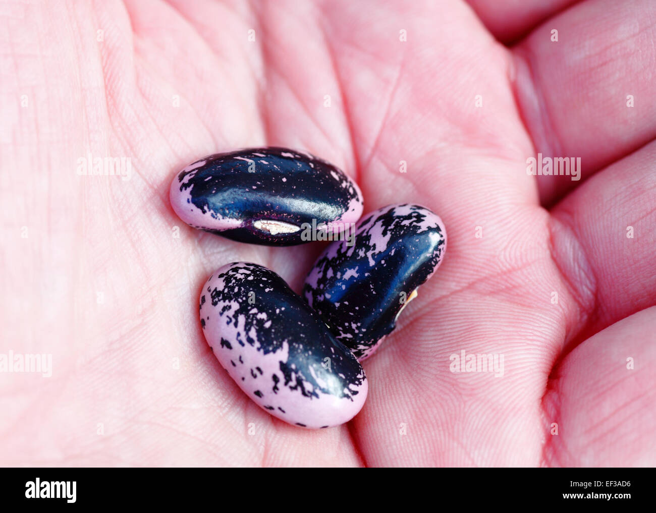 Runner Bohnensamen in der Handfläche der Hand eines Mannes. Stockfoto