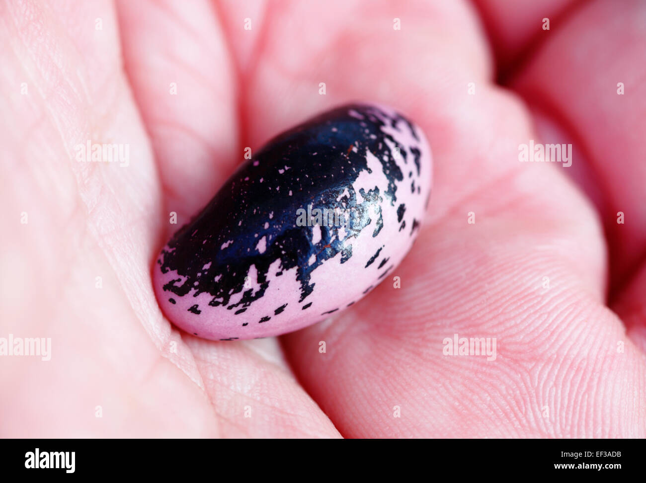 Runner Bean Samen in der Handfläche der Hand eines Mannes. Stockfoto