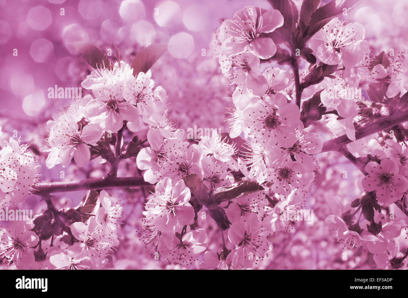 Rosa Kirschblüten im Garten im freien hautnah. Toning-rosa Stockfoto