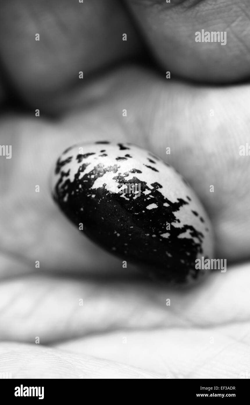Runner Bean Samen in der Handfläche der Hand eines Mannes. Stockfoto