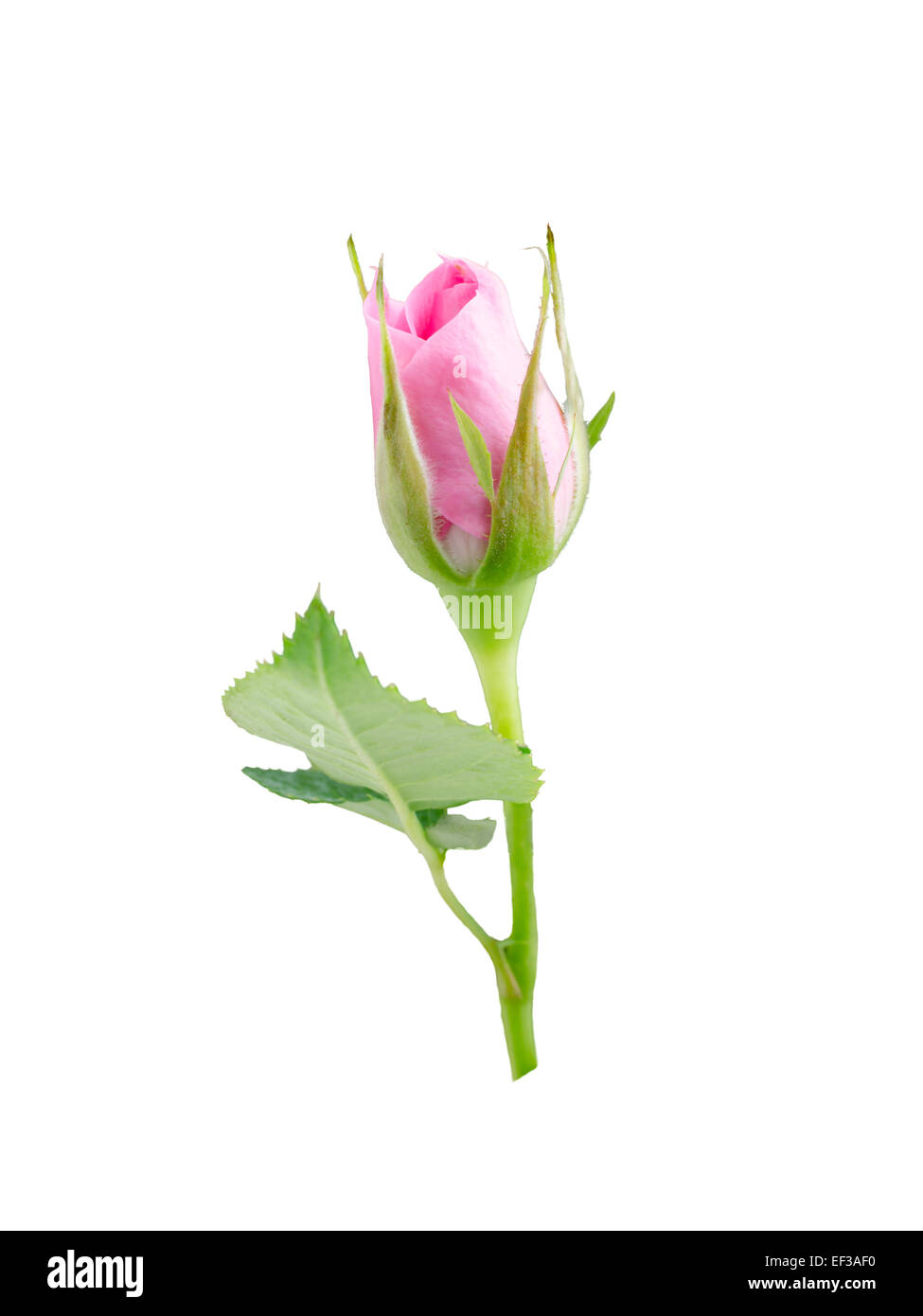 Rose rosa Knopf isoliert auf weißem Hintergrund. Stockfoto