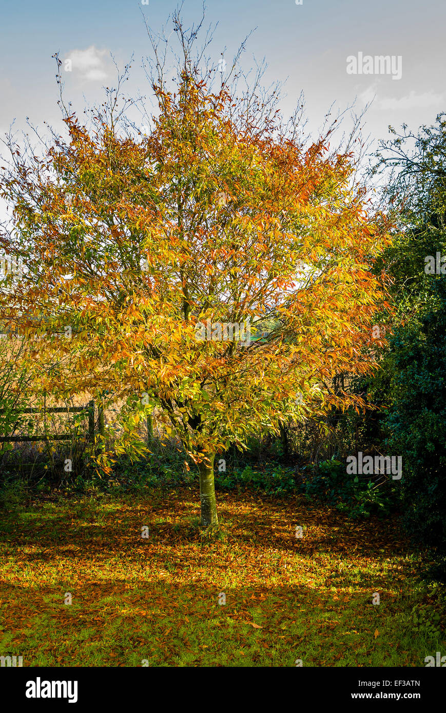 Kleine Buche in einem englischen Garten im Herbst Stockfoto