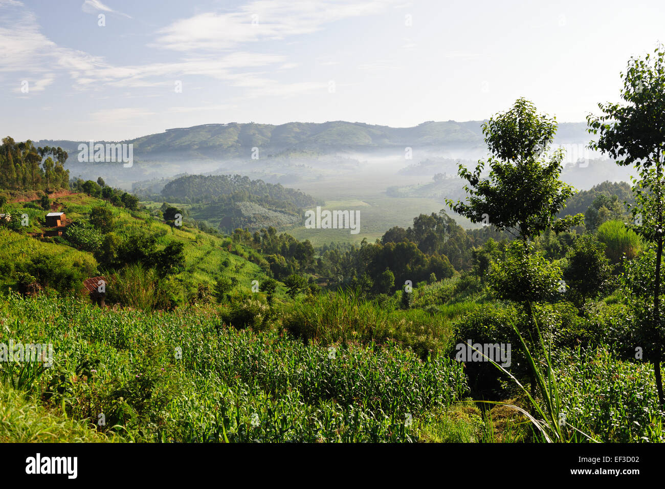 Grüne fruchtbare Land in der Nähe der Twin Lakes Burera und Ruhondo. Ruanda Stockfoto
