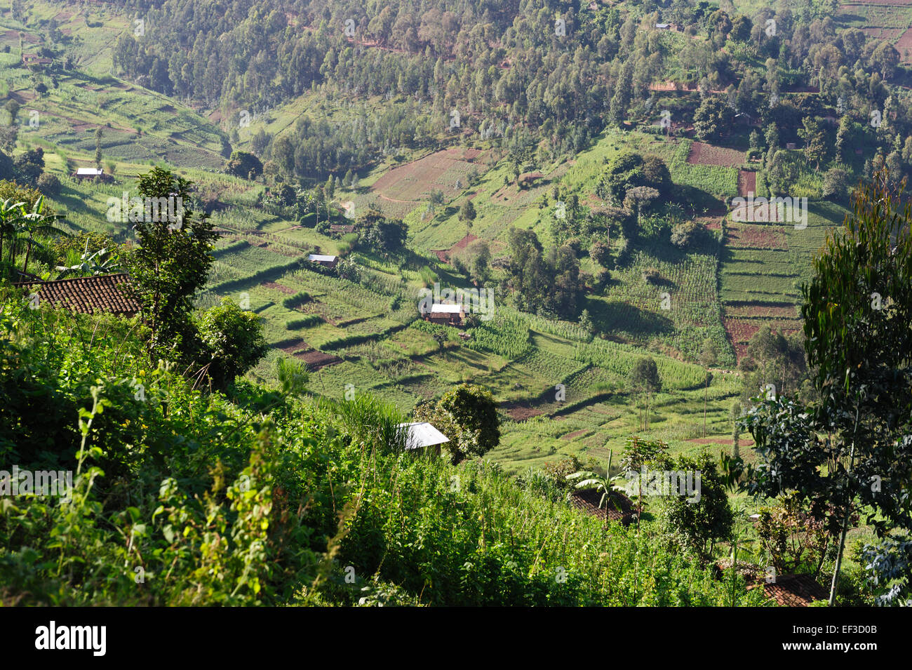 Grüne fruchtbare Land in der Nähe der Twin Lakes Burera und Ruhondo. Ruanda Stockfoto