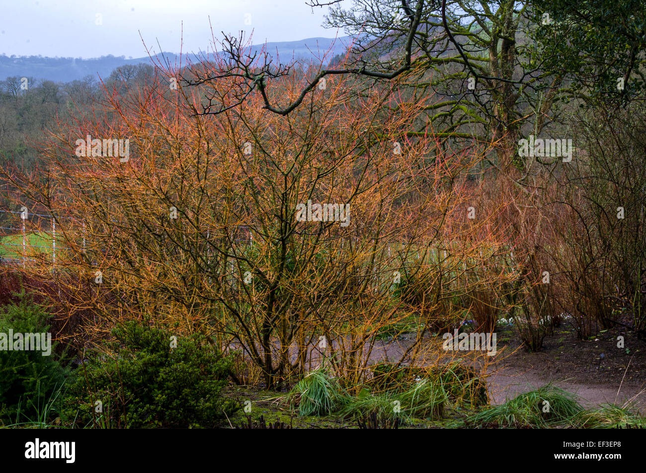 Sanguineaund Cornus 'Midwinter Fire', Aberglasney Gärten, Wales Stockfoto
