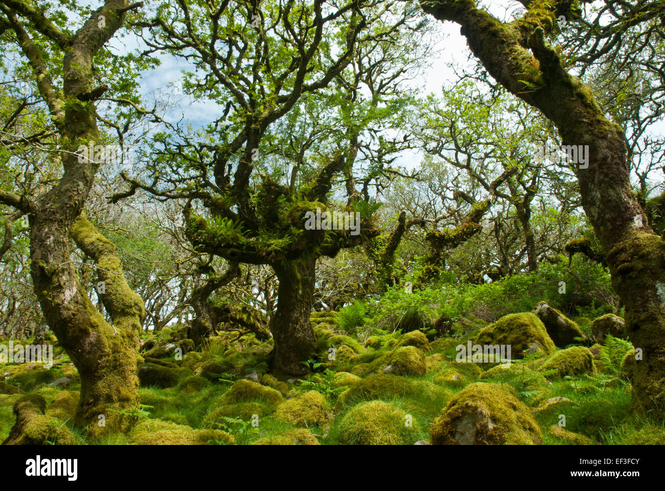 Wistman Holz, Dartmoor, Devon UK. Knorrigen alten Zwerg Eichen und Granitfelsen in grünen Moos und Farnen bedeckt. Stockfoto