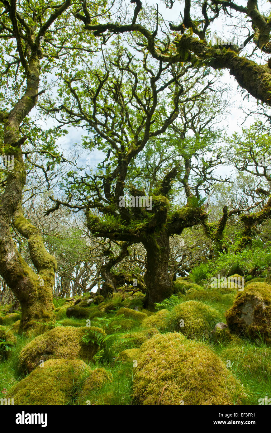 Wistman Holz, Dartmoor, Devon UK. Knorrigen alten Zwerg Eichen und Granitfelsen in grünen Moos und Farnen bedeckt. Stockfoto