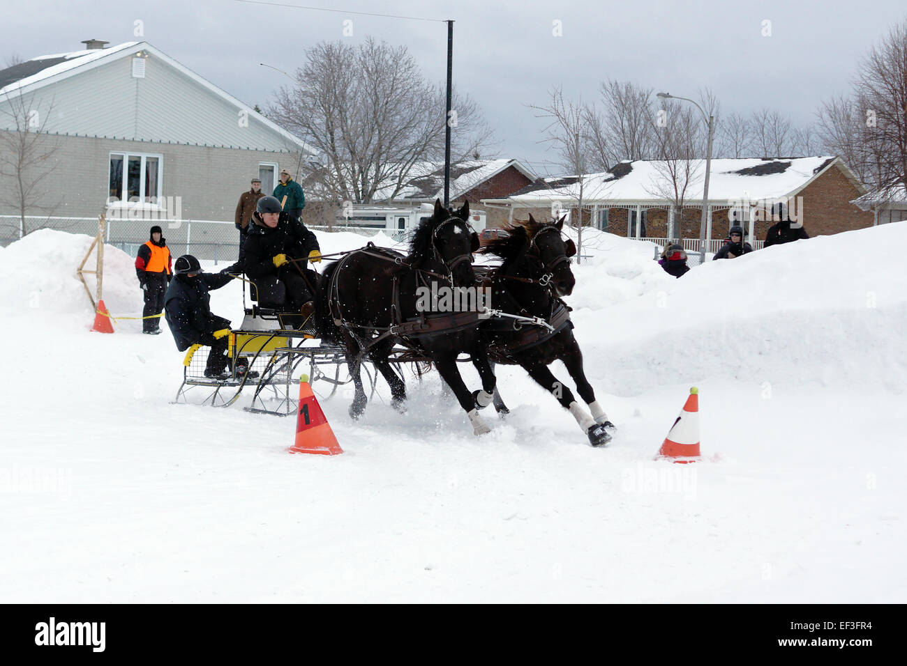 QUEBEC, Kanada-Januar 22: Kanadische Pferd ziehen Schlitten im Winter Hindernis Kegel fahren auf Januar 2015. Diese Rasse ist ein stro Stockfoto