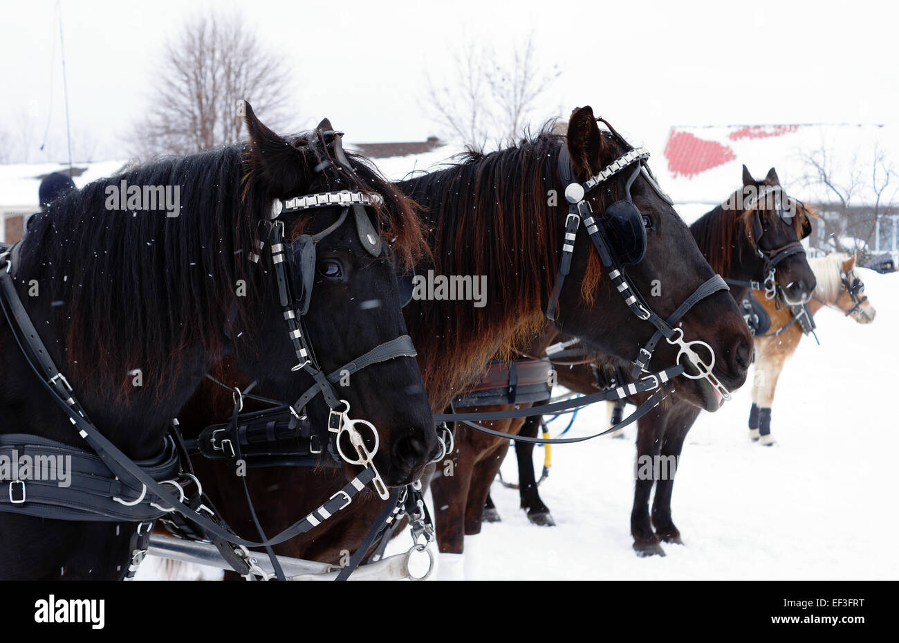 Team der kanadischen Pferde und andere im Winter Hindernis Kegel fahren Wettbewerb Stockfoto