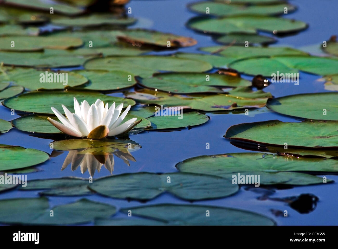 Seerose mit Seerosen schwimmend auf Teich in New York, USA. Stockfoto