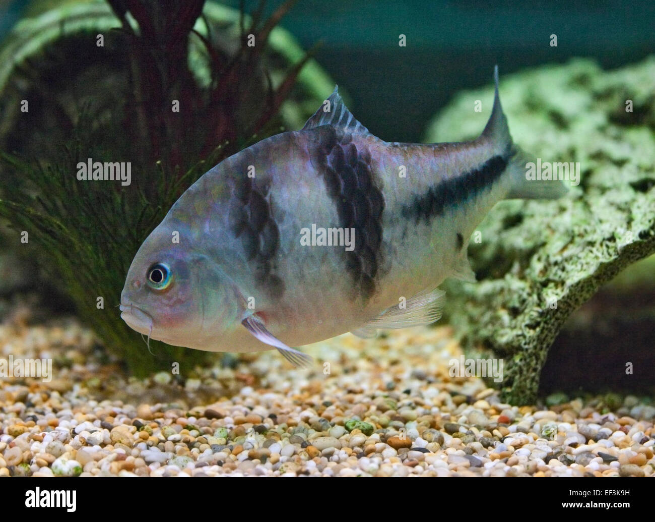 Schraubenschlüssel oder T Barb (Barbodes Lateristriga) Stockfoto