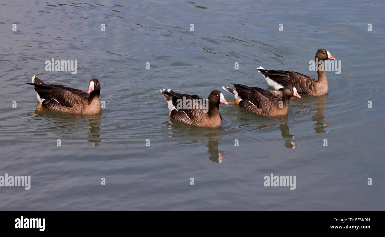 Vier kleinere weiße Fronted Gänse (Anser Erythropus) schwimmen, UK Stockfoto
