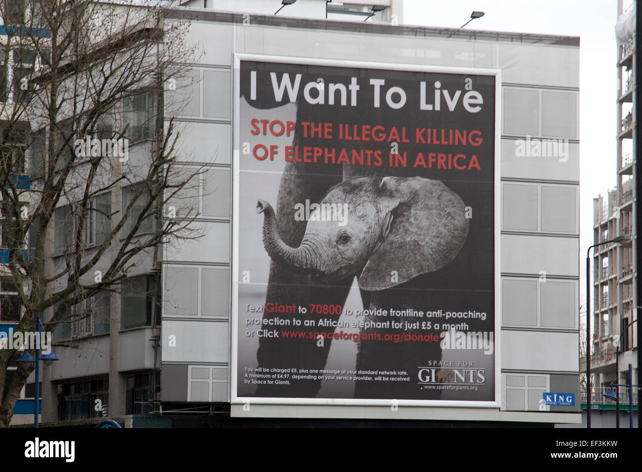 London, UK. 26. Januar 2015. Ein Plakat hängt an der Fassade eines Gebäudes auf London, die illegale Tötung von Elefanten in Afrika Credit hervorzuheben: Amer Ghazzal/Alamy Live-Nachrichten Stockfoto