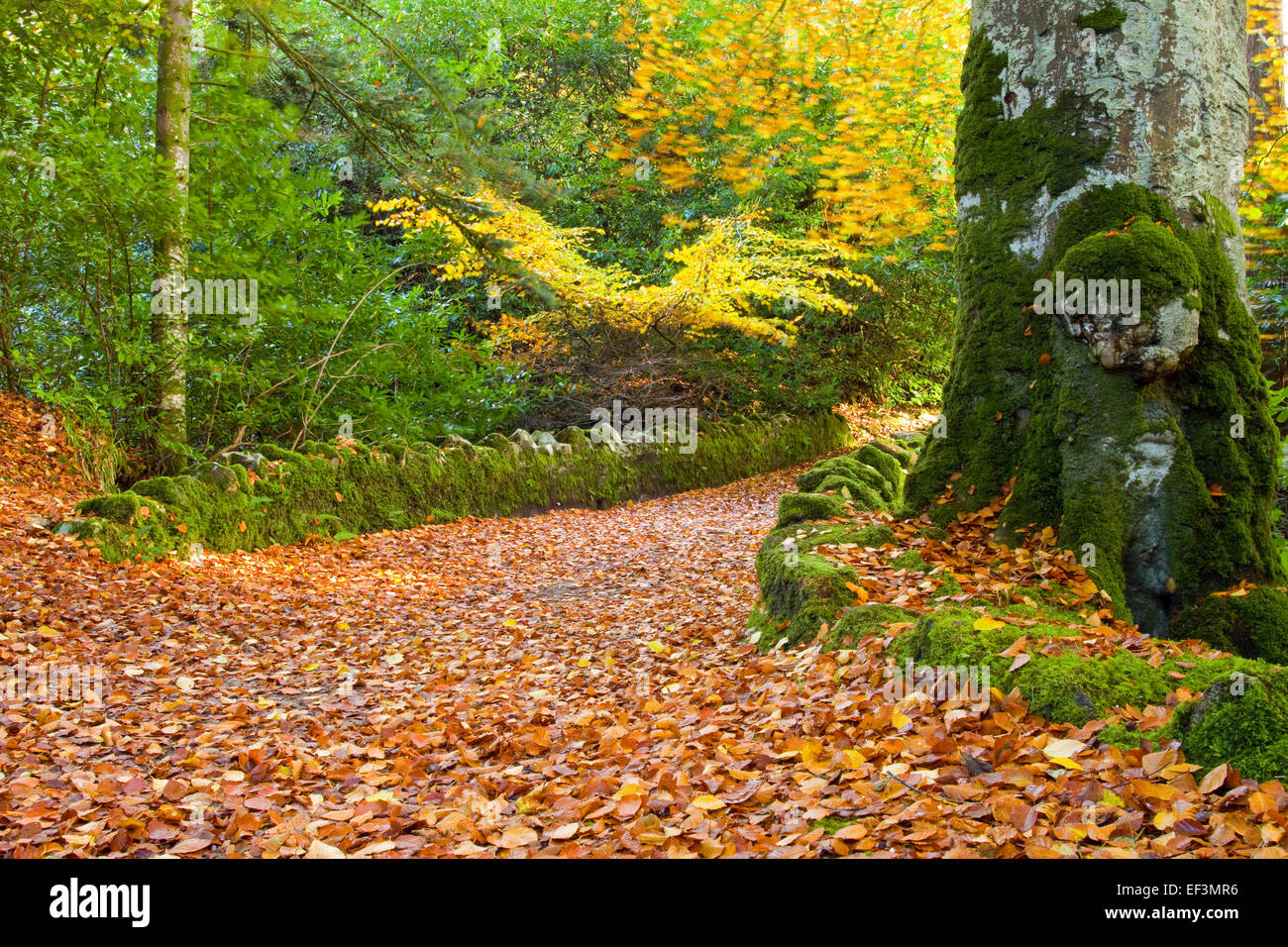 Ravensdale Waldpark, Irland Stockfoto