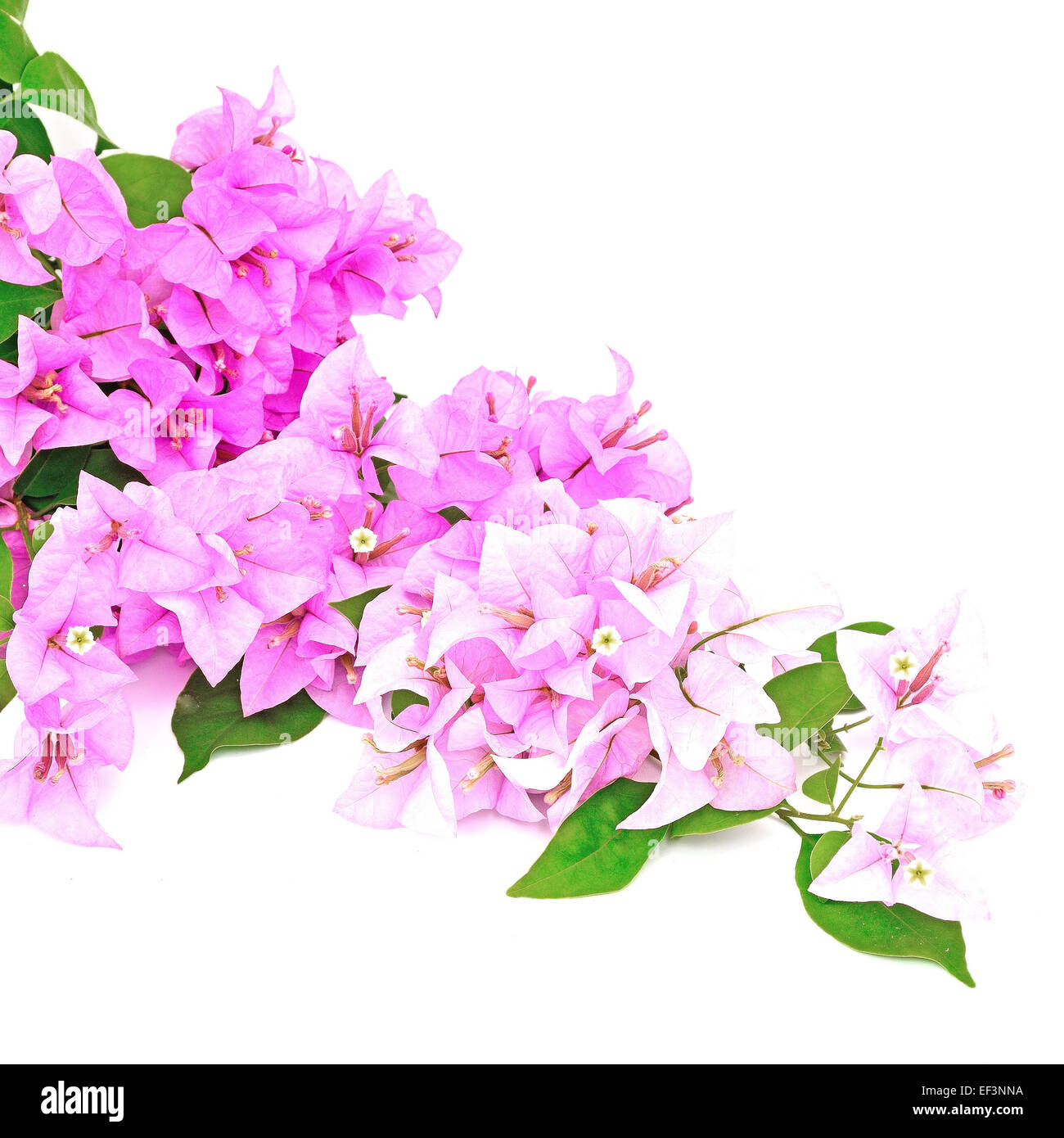 Bougainvillea Tropenblume, isoliert auf weißem Hintergrund Stockfoto