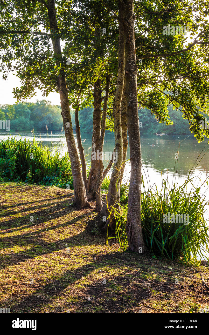 Am frühen Morgensonnenlicht über einen kleinen See in Swindon, Wiltshire. Stockfoto