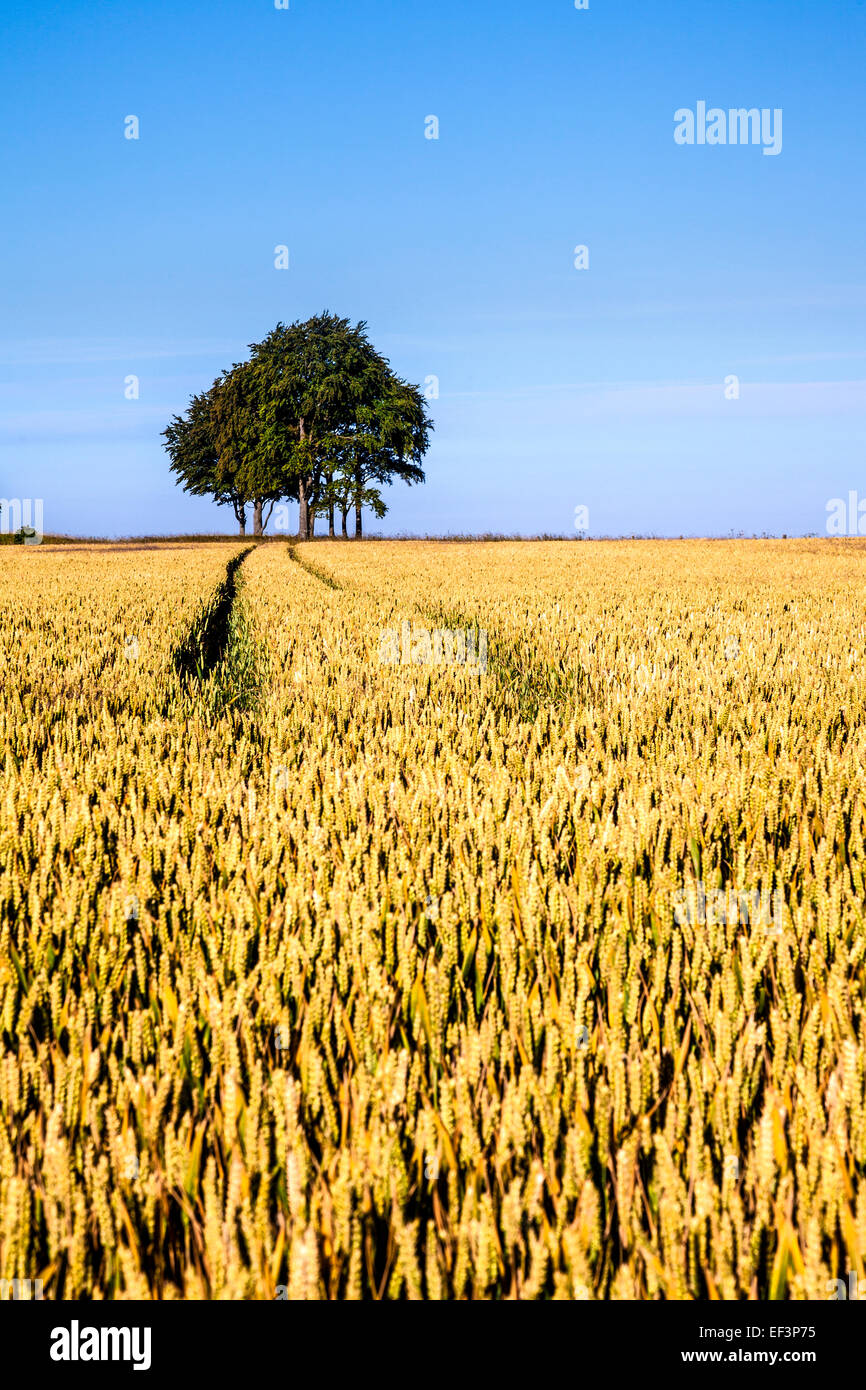 Titel durch ein Feld von Weizen. Stockfoto