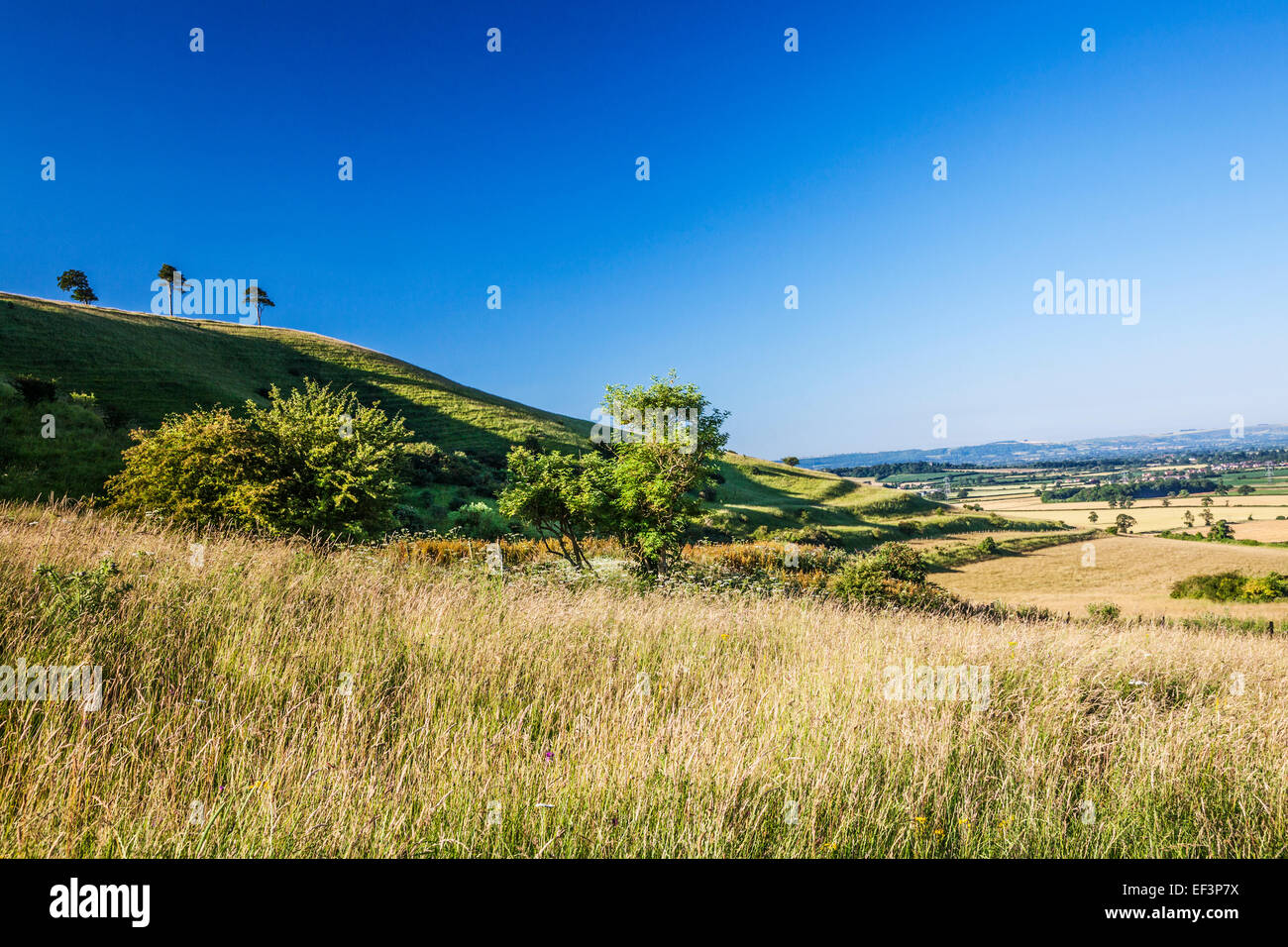 Roundway Hill und der Eisenzeit Burgstätte von Olivers Castle in der Nähe von Devizes in Wiltshire. Stockfoto