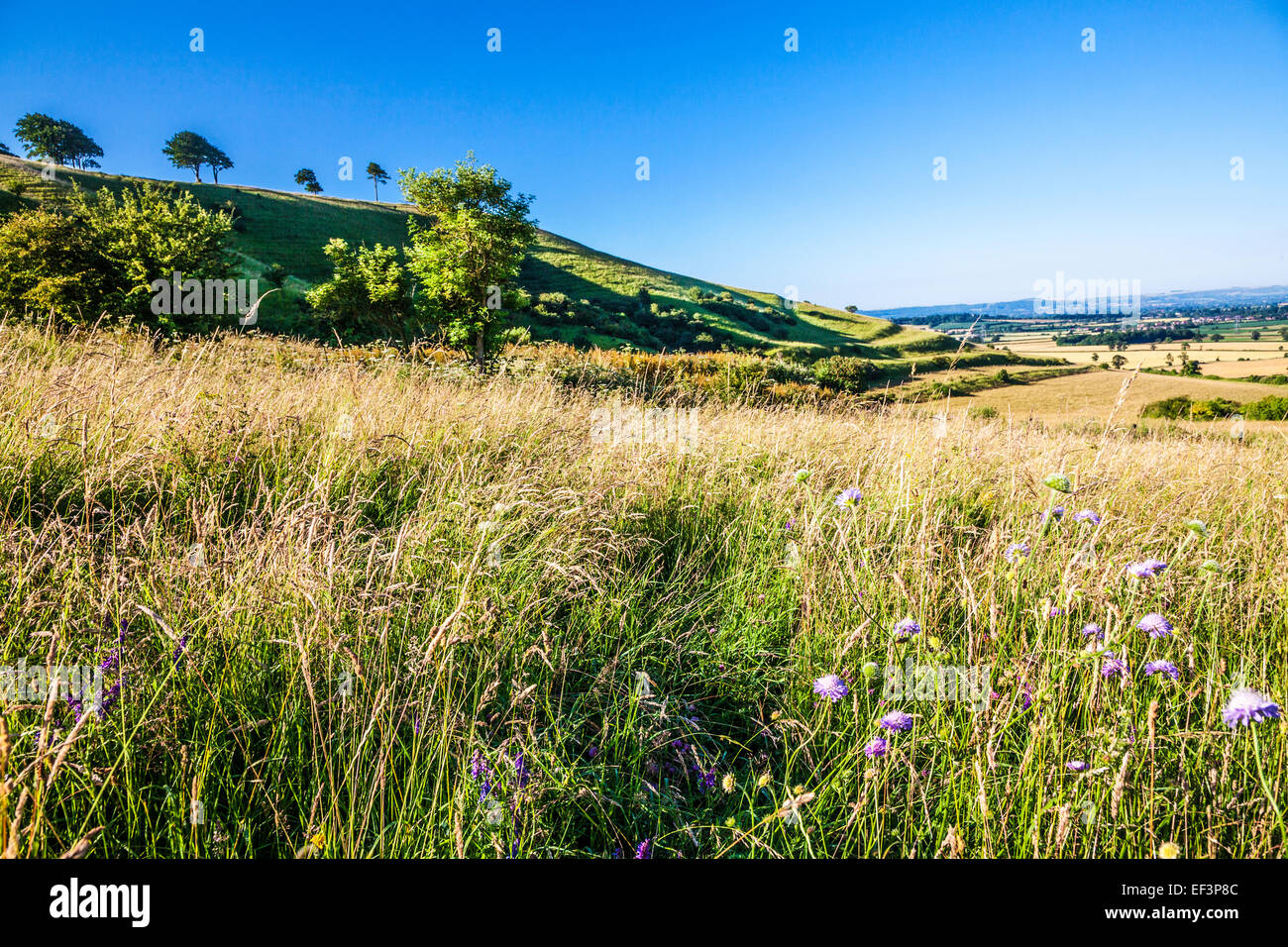 Roundway Hill und der Eisenzeit Burgstätte von Olivers Castle in der Nähe von Devizes in Wiltshire. Stockfoto