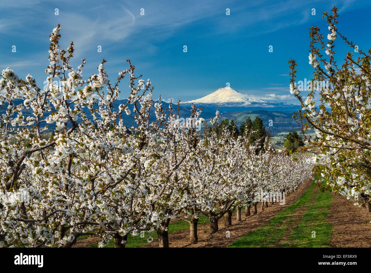 Apfelplantage in voller Blüte und Blick auf Mount Adams; Hood River Valley, Oregon. Stockfoto