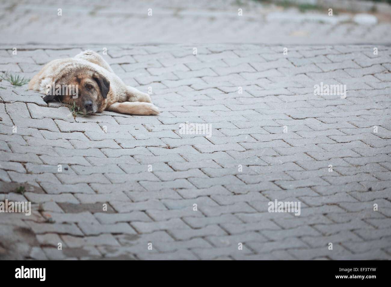 Letztern Hund Verlegung in Kappadokien, Türkei. Horizontale Foto Stockfoto