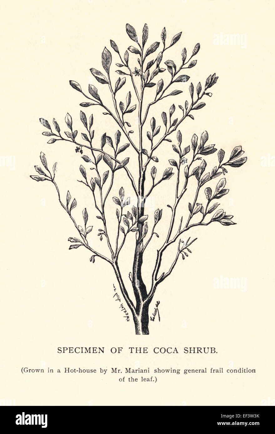 Probe eines Coca-Strauches (Grown in einem Hot-Haus von Herrn Mariani gebrechliche Allgemeinzustand des Blattes zeigt.) Angelo Mariani (1838-1914) war ein französischer Chemiker, der ersten Coca-Wein, "Vin Mariani" 1863 hergestellt. Siehe Beschreibung für mehr Informationen. Stockfoto