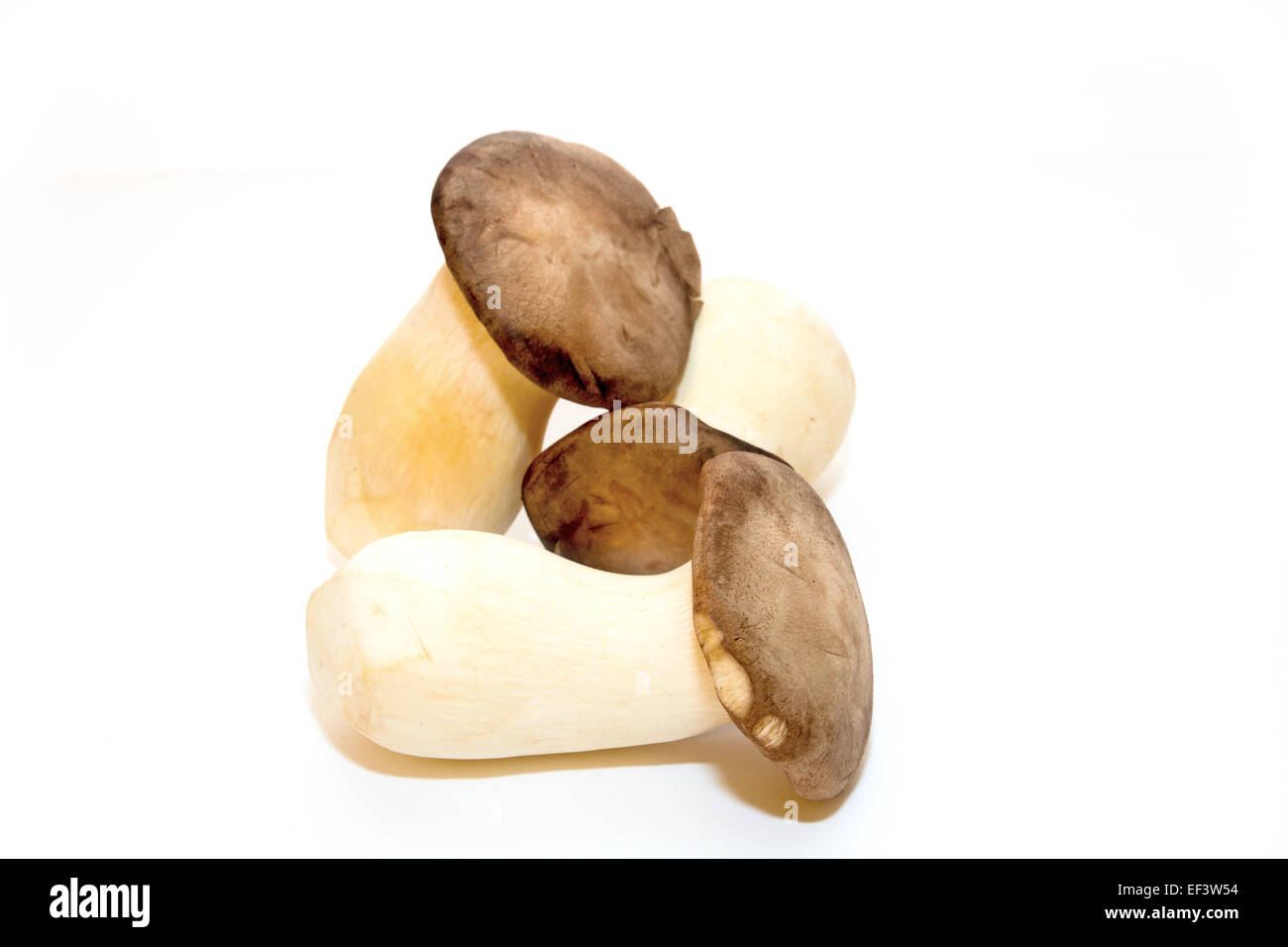 König Austernpilz Stockfoto