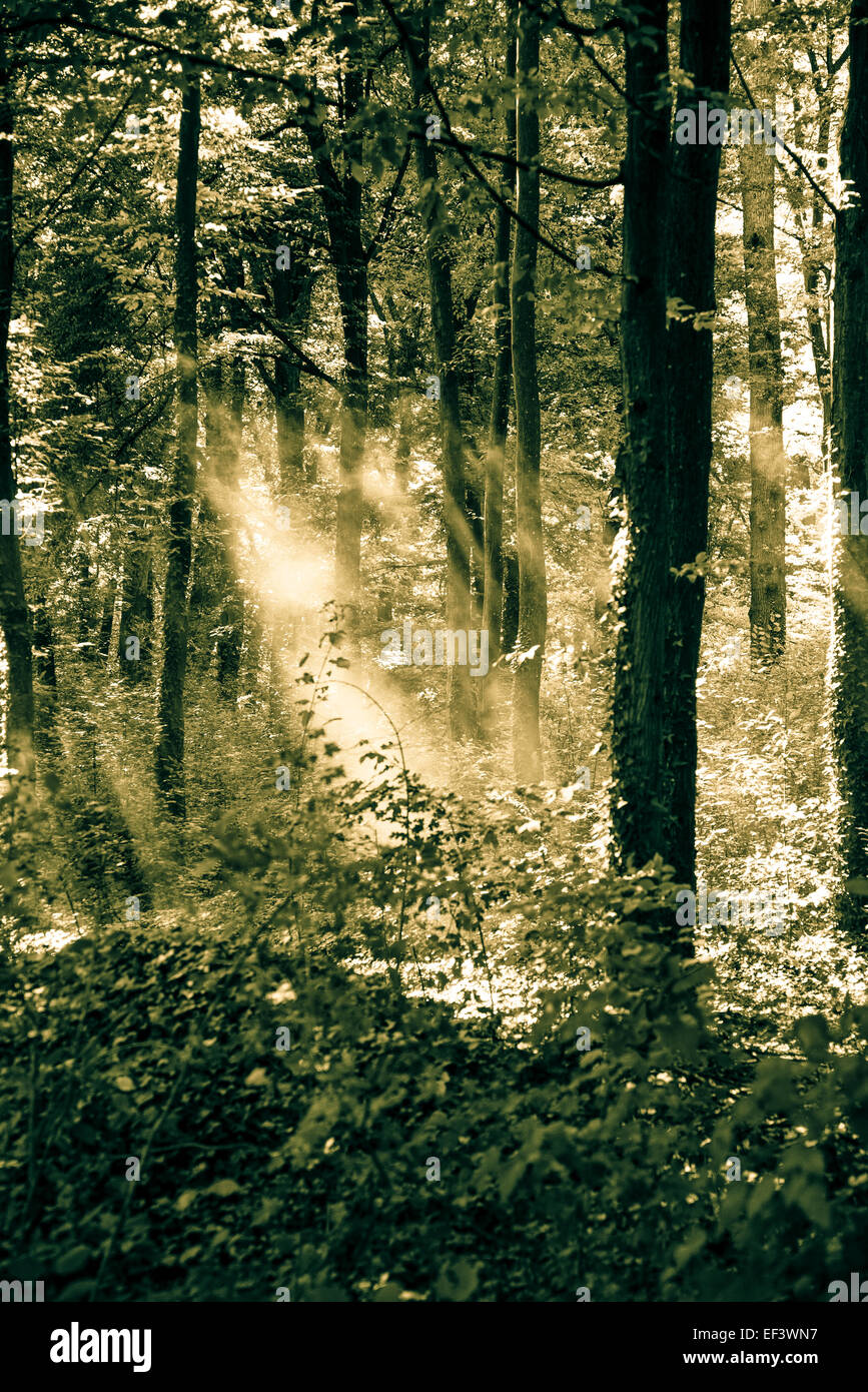 Wellen von Licht im Wald, östlichen Slawonien, Kroatien Stockfoto