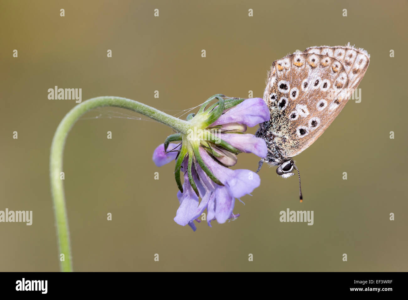 Kreide Blue Butterfly Hill auf Witwenblume Stockfoto