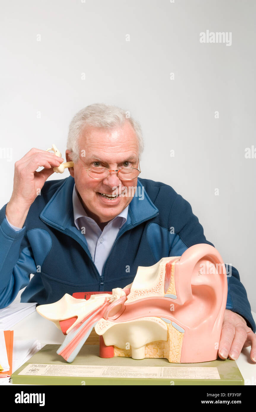 Lehrer sitzt hinter einem Modell des menschlichen Ohres Stockfoto