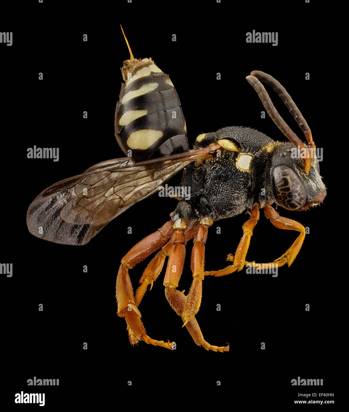 Nomada-Arten schwarz, f, Kirgistan, side 2014-08-14-13.55.54 ZS PMax Stockfoto