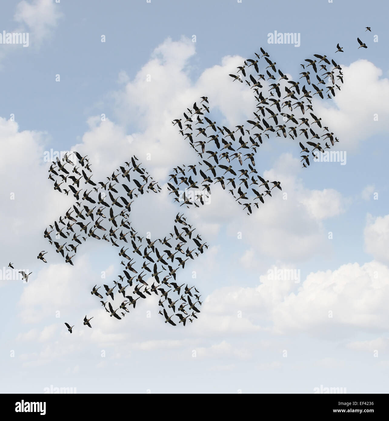 Fliegende Vögel puzzle als ein Geschäftskonzept für Konzernstrategie als zwei Schwärme von Gänsen als Puzzlestücke zusammen kommen als Teamarbeit Erfolg Metapher geprägt. Stockfoto