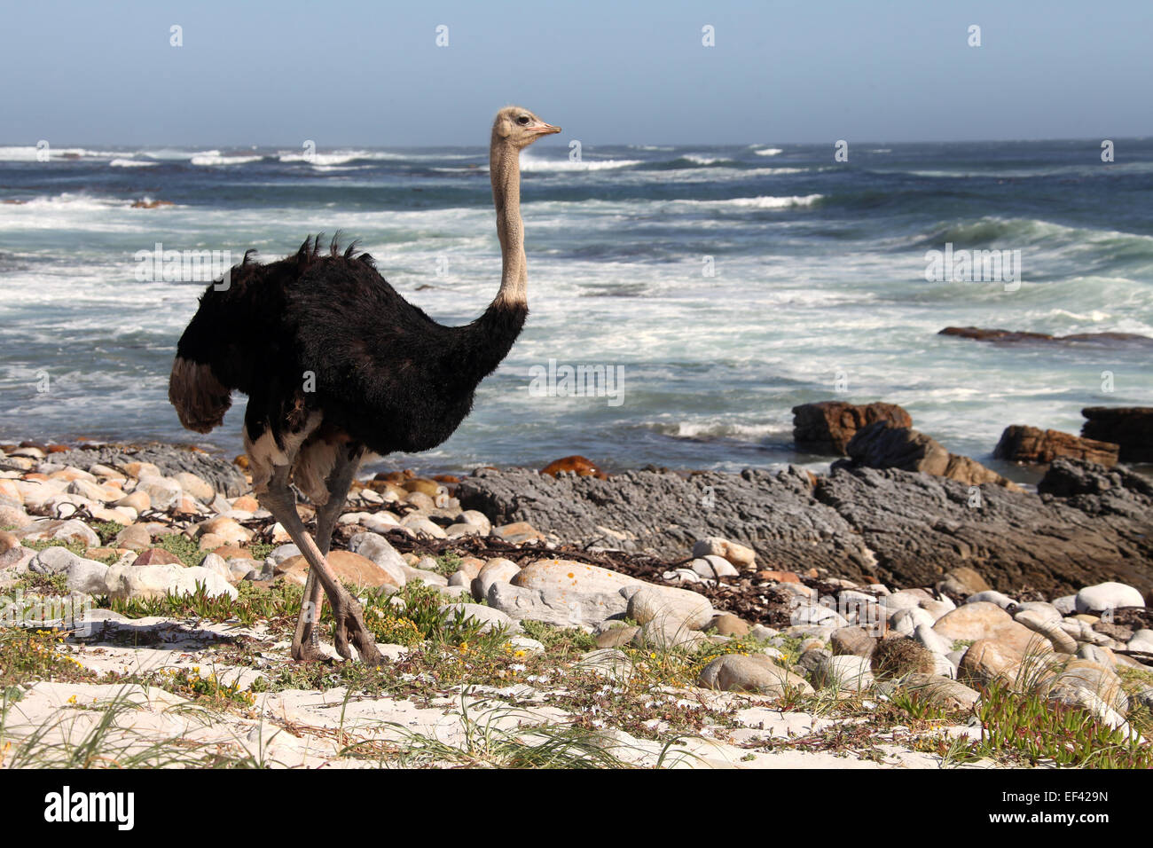 Wilde Strauß in das Kap der guten Hoffnung Naturschutzgebiet Stockfoto