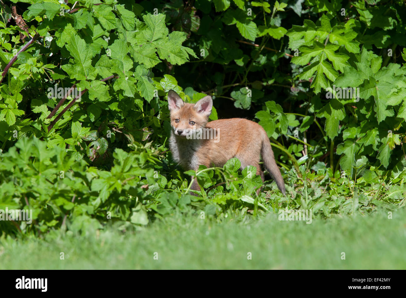 Ein Fox Cub erkundet seine Umgebung in einer Gartenanlage an einem sonnigen Tag, Hastings, East Sussex, UK Stockfoto