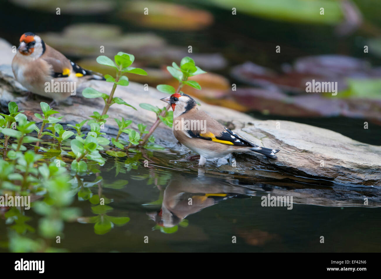 Stieglitze besuchen einen Gartenteich zum Baden und trinken, Hastings, East Sussex, UK Stockfoto