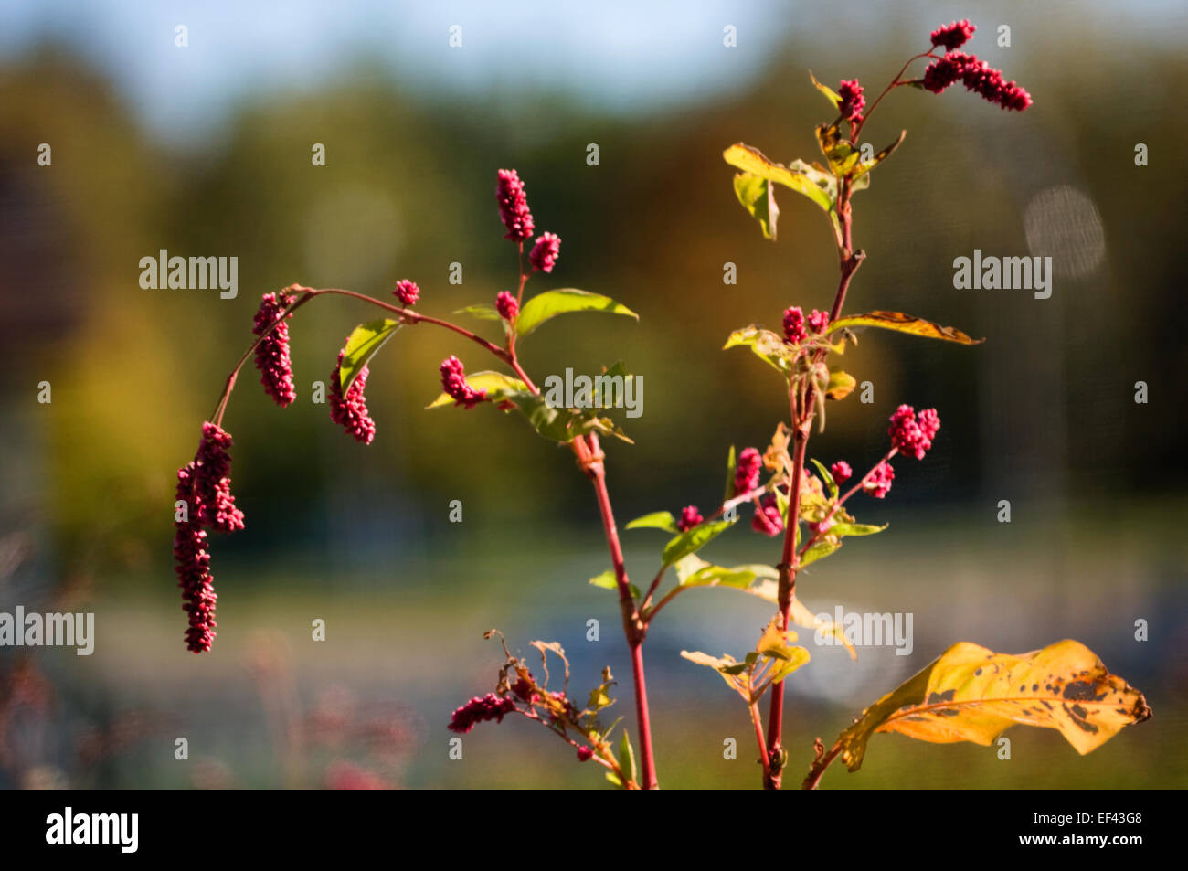 Persicaria Maculosa (SY Polygonum Persicaria). Lady's Daumen Stockfoto