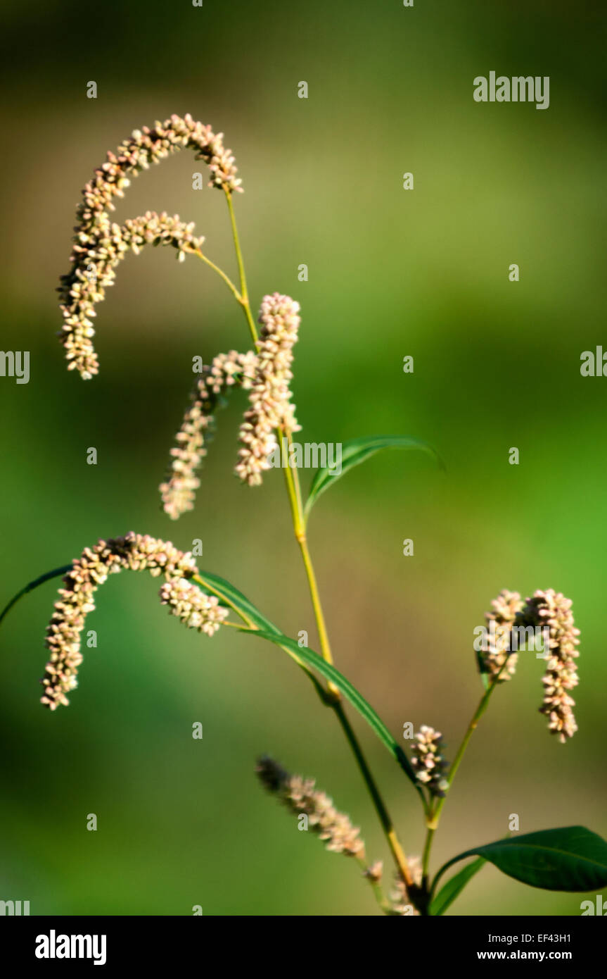 Persicaria Maculosa (SY Polygonum Persicaria). Lady's Daumen Stockfoto