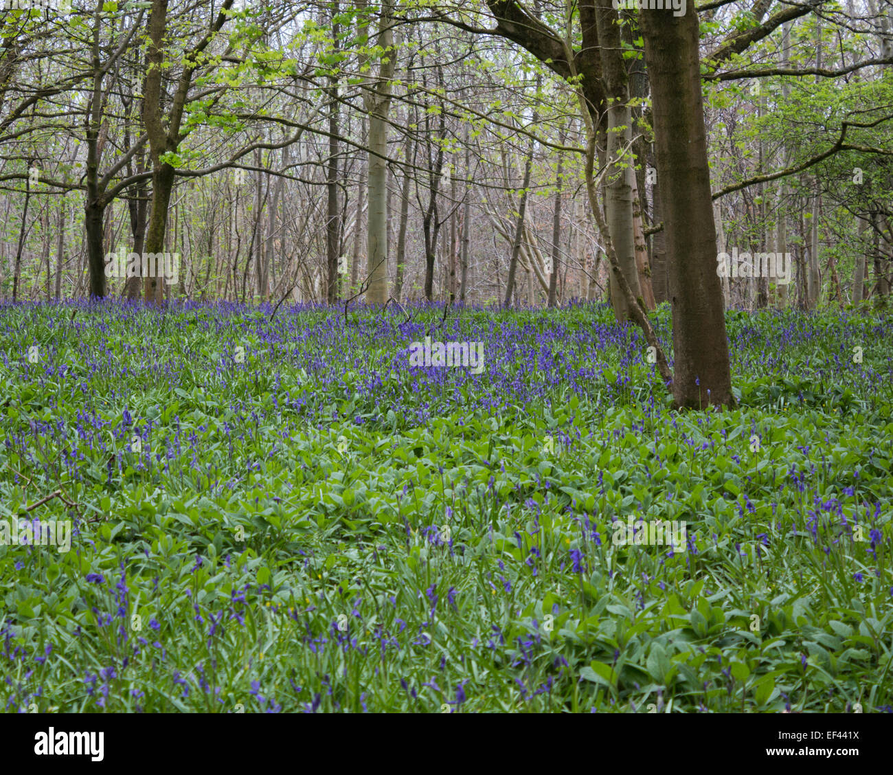 Ein Blick auf eine Feder Waldgebiet in Schottland, mit neuen Bluebell Blumen wachsen auf dem Waldboden. Stockfoto